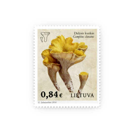 Pašto ženklas. Lietuvos raudonoji knyga. Didysis kuokas