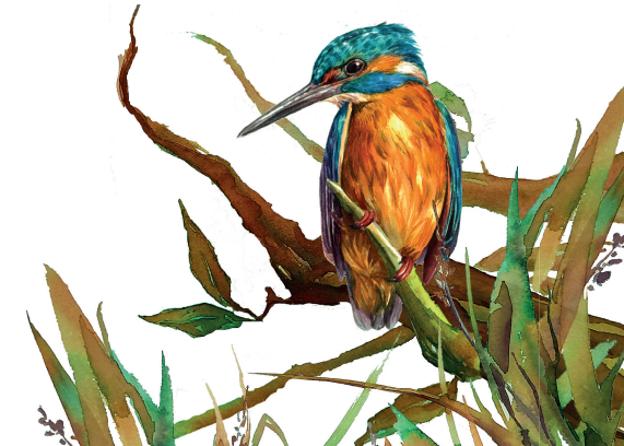 Atvirlaiškis ,,Lietuvos raudonoji knyga. Paprastasis tulžys'