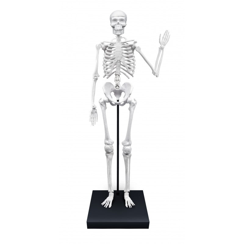 Konstruktorius žmogaus skeletas, 85cm